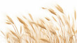 © fajrulisme - a bunch of autumn dry field grass with spikelets flutters in the wind, png file of isolated cutout object on transparent background