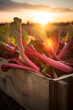 Rhubarb leafstalks harvested in a wooden box in a field with sunset. Natural organic vegetable abundance. Agriculture, healthy and natural food concept. Vertical composition.