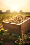 Fototapeta Kuchnia - Soya beans harvested in a wooden box in a plantation with sunset. Natural organic fruit abundance. Agriculture, healthy and natural food concept. Vertical composition.