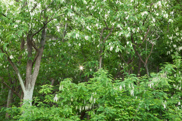 Canvas Print - Acacia Forest in May