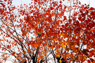 Canvas Print - autumn leaves in the sky