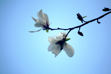 Sticker - white magnolia flowers