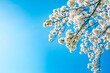 コピースペースのある、雲のない青空を背景にした桜の花のクローズアップ