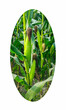 corn plants growing in a field, a corn field with a circle that says corn. a corn field with a picture of a corn in the middle.