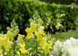 Antirrhinum majus or common snapdragon bright yellow flowering plant in the garden