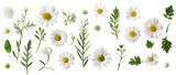 Set of buds, flowers, leaves and daisy flowers isolated on transparent background. cut flower elements, garden themed designs. Top view high quality PNG." design elements, top view / flat lay