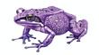 Purple pignose frog. Indian violet froggy with smooth