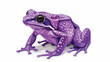 Purple pignose frog. Indian violet froggy with smooth