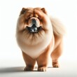Image of isolated chow chow against pure white background, ideal for presentations
