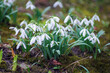 First beautiful snowdrops in spring.