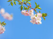 Blooming sakura with pink flowers in spring