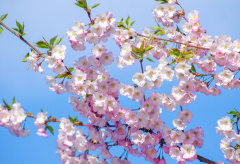 Wall Mural - Blooming sakura with pink flowers in spring