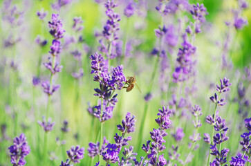 Wall Mural - Selective focus on the lavender flower in the flower garden - lavender flowers lit by sunlight.