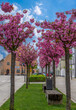 Blühende Bäume im Frühling in Pilsting, Niederbayern, Bayern, Deutschland
