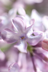 Wall Mural - Beautiful lilac flowers on a white background. Shallow depth of field