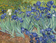 Irises by Vincent van Gogh, 1889