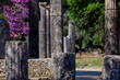 Olympia Archaeological Site with Beautiful Pink Blooming Flowers, Greece