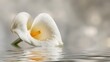   A white bloom floating on water's surface, yellow stamen prominent within Droplets adorn surrounding area