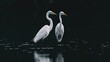 Two great white egrets standing in the water against a dark backdrop