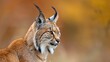   A cat with horns, focus on its head Background softly blurred