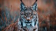   A tight shot of a Lynx in tall grasses, its head tilted towards the side