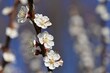 Beautiful blooming white tree with blue sky in spring time. Nature and spring background with flowers. (Prunus mume)