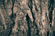 Macro of a bark of  tree in black and white creates an abstract effect of texture