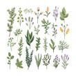 © Viacheslav - Big set with hand drawn Provence herbs and plants, isolated vector illustration in flat style with textures