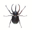 Rhinoceros beetle. Isolated insect.