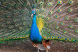 Portrait of beautiful peacock with feathers out.
