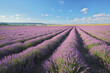 Meadow of lavender ladscape.
