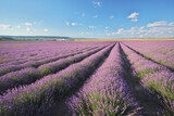 Fototapeta Pokój dzieciecy - Meadow of lavender ladscape.