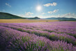 Meadow of lavender at day.