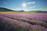 Fototapeta Pokój dzieciecy - Meadow of lavender at day.