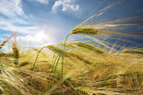 Fototapeta Pokój dzieciecy - Meadow of green wheat in mountain.