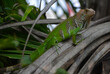 Zielona iguala - młody legwan w naturalnym środowisku w kostarykańskiej dżungli