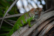 Młody legwan zielony - Iguana w Kostarykańskiej dżungli