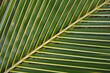 Fraktalna struktura w naturze - Liść palmy kokosowej, tropikalnej rośliny