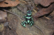Kolorowa żabka Liściołaz żółty w lesie deszczowym w Kostaryce - trująca żaba w kostarykańskiej dżungli