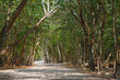 Ścieżka w lesie tropikalnym w pobliżu miasta Koba w Meksyku na Jukatanie