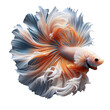 Golden and white Siamese fighting fish, bright and beautiful, separated from the background.