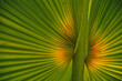 Egzotyczny liść tropikalnej rośliny palmy - fraktalne wzory natury