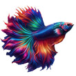 Rainbow Siamese Fighting Fish Beautiful colors, separated from the background