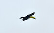 Egzotyczny ptak z lasów deszczowych - Tukan w locie