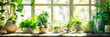 Healthy Houseplants on Sunlit Windowsill, Green Leaves Flourishing in Pots, Fresh Indoor Gardening at Home