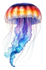 Wall Mural - watercolor Illustration of jellyfish with turquoise body, long tentacles isolated on white backdrop.