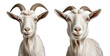 two young goat isolated on transparent background