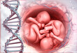 Twin Fetus with DNA strand. Multiple Pregnancy. 3d illustration..