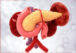 Human pancreas on scientific background. 3d illustration.
