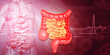Large intestine and small intestine on medical background. 3d illustration  ..